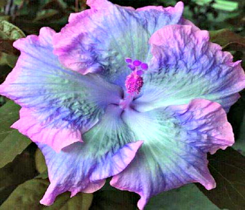 Rare Blue Pink Purple Hibiscus Tropical Flower, Blue, Tropical, Purple, Pink, Flowers, Rare, Hibiscus, HD wallpaper