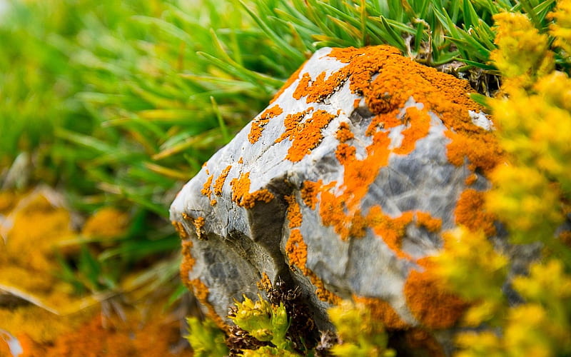 stone moss grass orange green-Macro, HD wallpaper