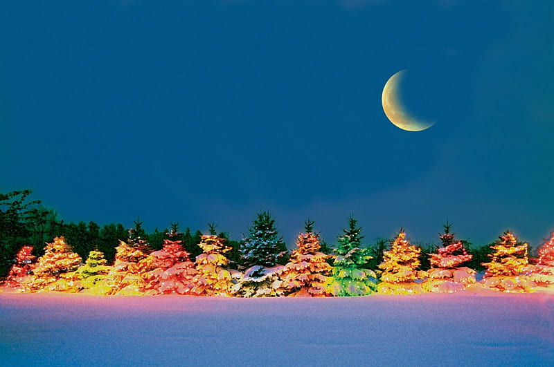 Christmas Trees in the Moonlight yellow, snowy, artisitic, nice, fantasy, lightness, gold, multicolor, shadows, beauty, forests, rivers, moonlit, art, , brightness, golden, sky, abstract, pines, winter, gro, cool, merry christmas, snow, awesome, moonlight, hop, white, illuminated, satellite, red, colorful, ambar, bonito, seasons, artwork, cold, santa claus graphy, moon, green, amber, fields, pink, beije, light, blue, night amazing, lakes, view, colors, christmas trees, 3d, beautiful night, colours, nature, frozen, meadow, HD wallpaper