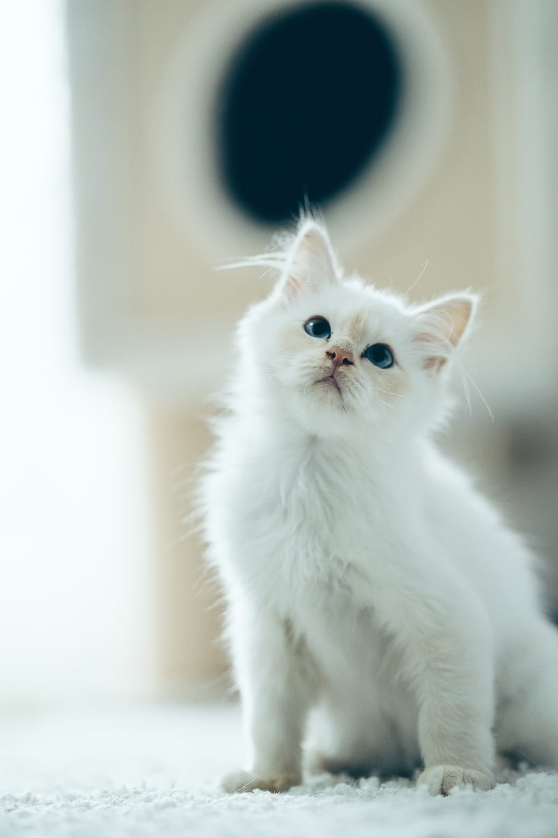 kitten, pet, glance, white, cute, fluffy, HD phone wallpaper