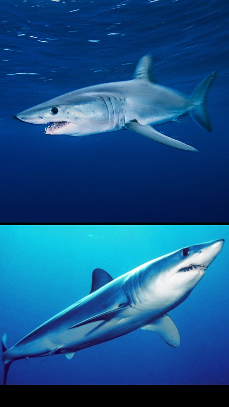 Mako shark, HD phone wallpaper | Peakpx
