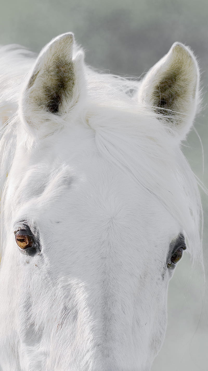 BSI White Horse 01, animal, animals, bonito, beautifullyscene, equine,  farm, HD phone wallpaper | Peakpx