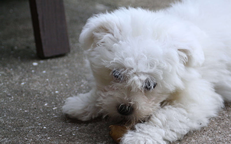Bichon Frise, 4к, white fluffy dog, pets, dogs, little dog, HD wallpaper