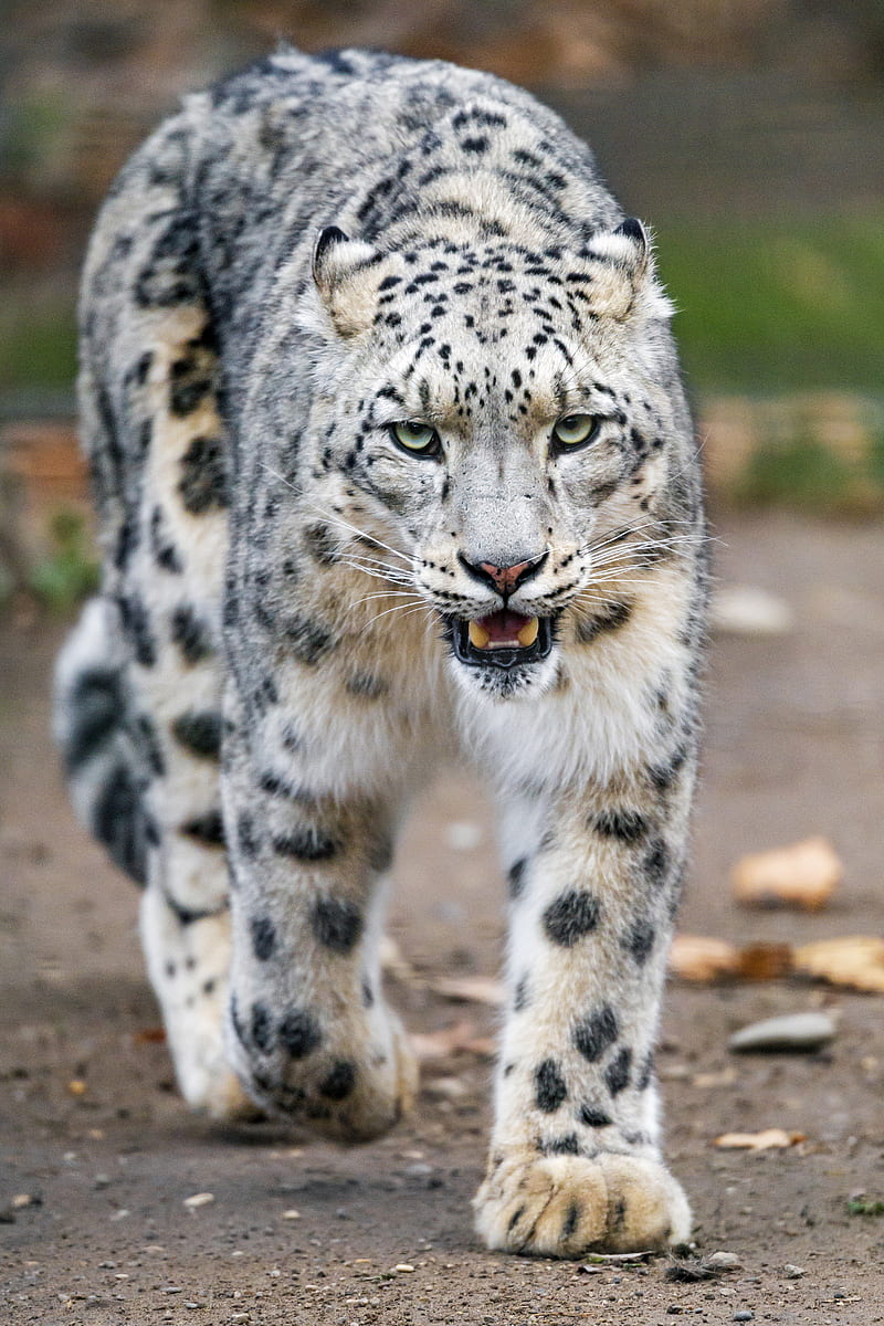 Snow leopard, predator, big cat, paws, HD phone wallpaper | Peakpx