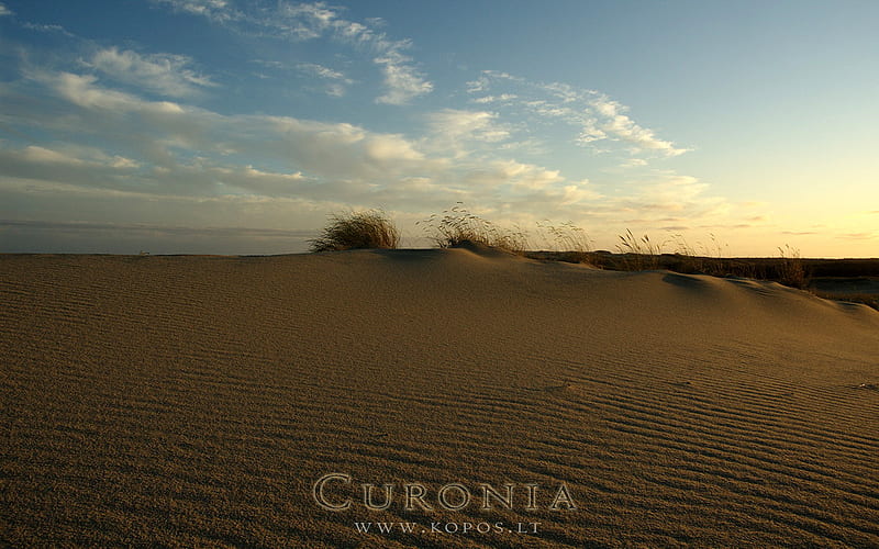 Sunset in dunes of Curonia, brindle, tabby, kurische, kopos, national, curonia, curonian, sunset, park, dune, spit, stripy, sand, dunes, nehrung, evening, HD wallpaper