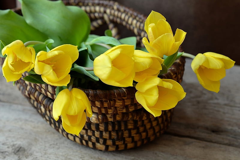 Basket of Tulips, cut flowers, spring flowers, basket, flowers, yellow, nature, tulips, HD wallpaper