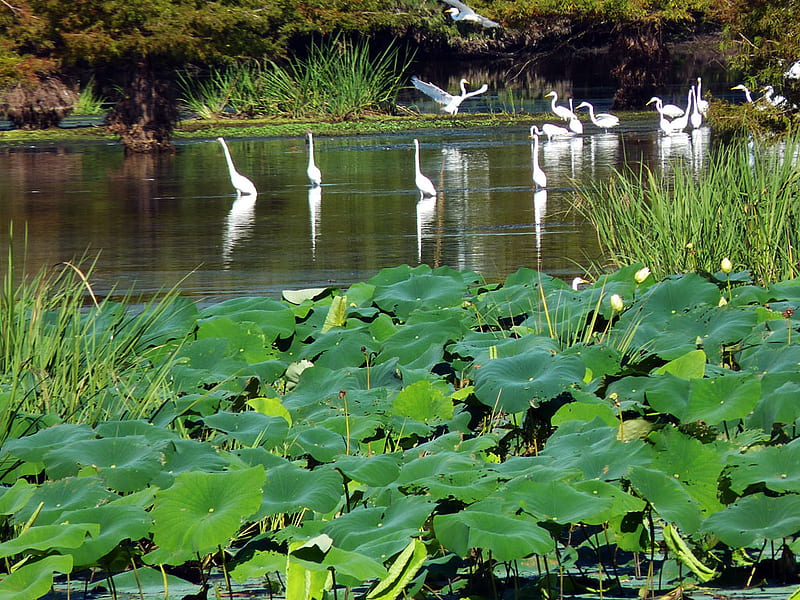 birds gathering in the morning, cranes, lily pads, flying, birds, egrets, lake, HD wallpaper