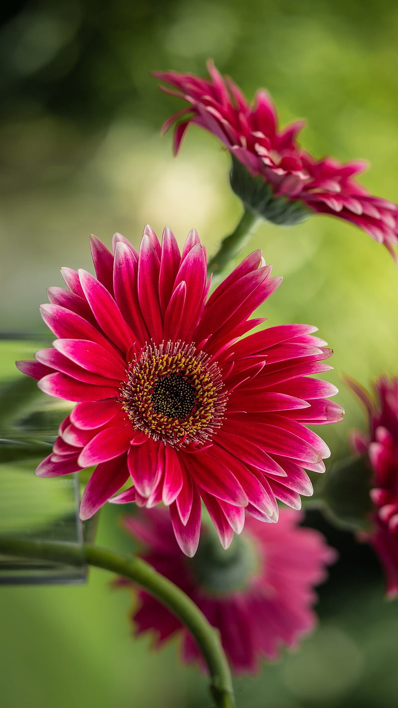 Red Daisy, daisy, flower, flowers, green, nature, red, HD phone wallpaper
