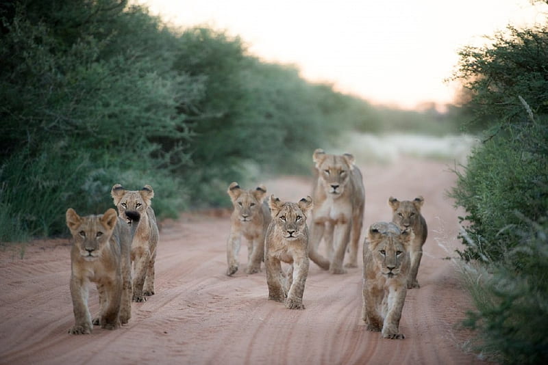 Mother and kids off for a walk, dirt road, green bushes, Lioness, cubs, HD wallpaper