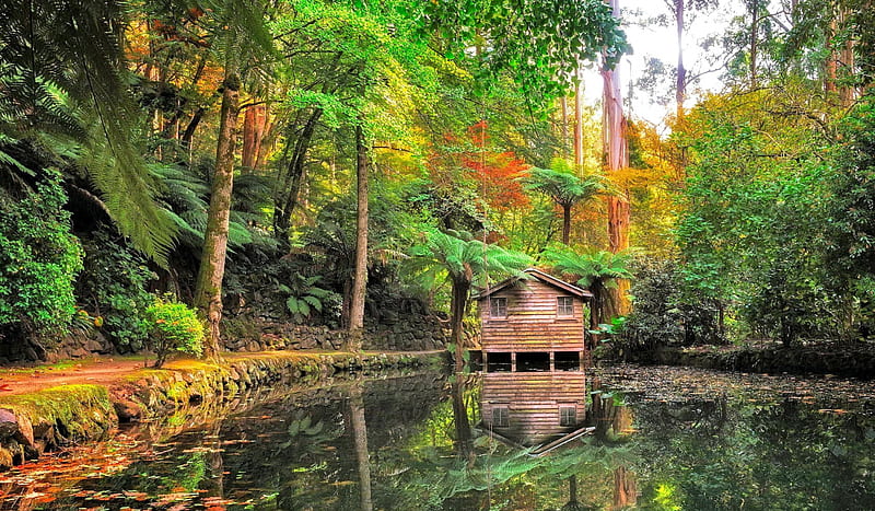 Forest Cottage, forest, lagoon, water, trial, cottage, bonito