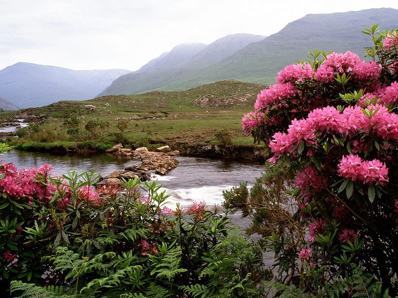 Rhododendrons bloom along the river, pink flowers, ireland, mountains, rhodendrons, river, HD wallpaper