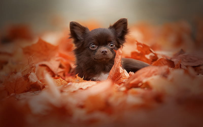 brown little chihuahua, yellow autumn leaves, small cute dog, pets, chihuahua, dogs, puppies, HD wallpaper