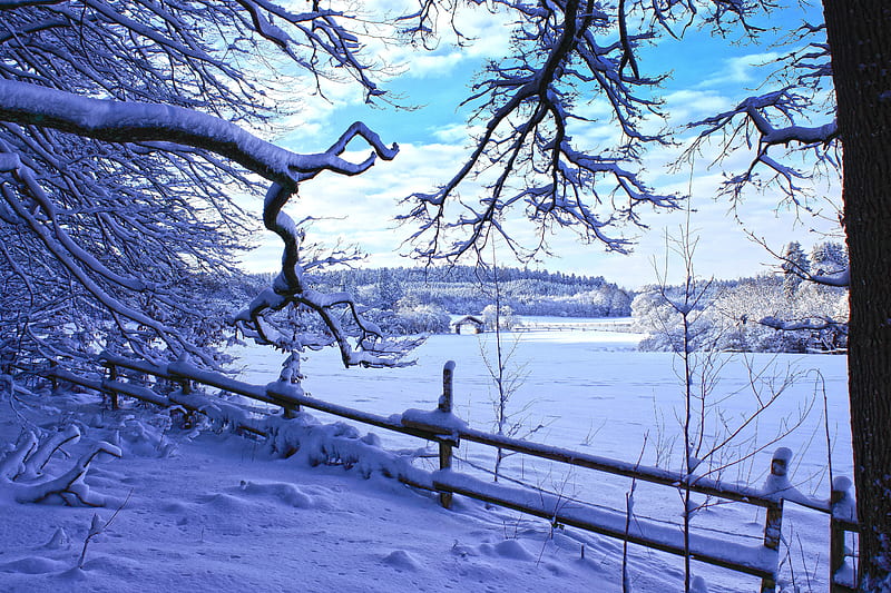 winter, snow, branches, fence, winter landscape, HD wallpaper