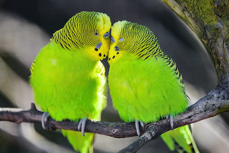 parakeet, parrot, birds, green, HD wallpaper
