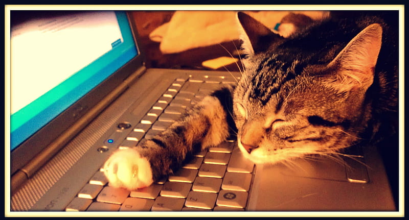 All Work & No Play..., sleep, kitty, nap, cat, catnap, laptop, cute, snooze, dell, computer, kitten, HD wallpaper