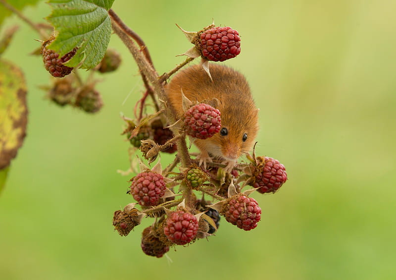 Mouse, red, harvest, animal, cute, fruit, green, berry, raspberry, rodent, HD wallpaper