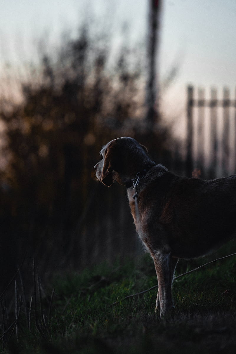 dog, sunset, dark, HD phone wallpaper