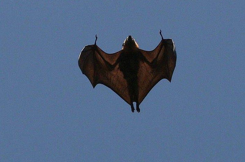 Flying bat, fly, sky, animals, bat, HD wallpaper