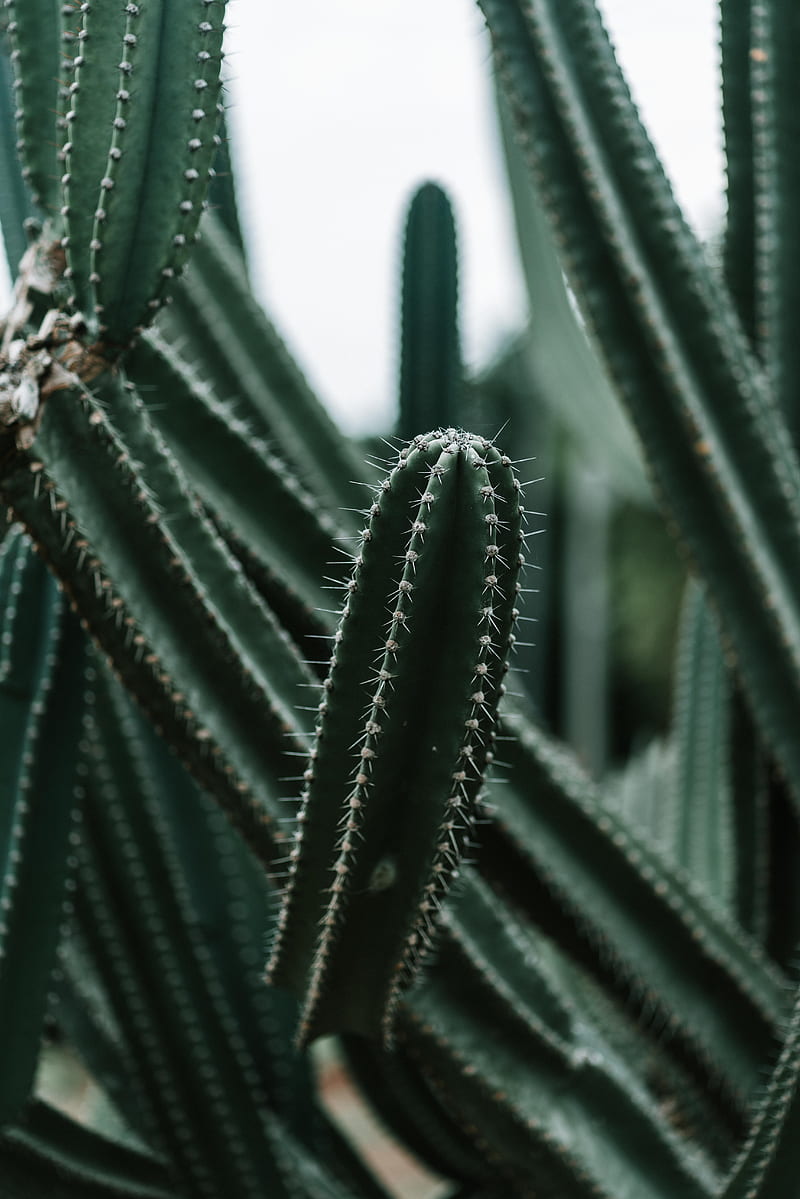 cactus, succulent, plant, prickly, green, HD phone wallpaper