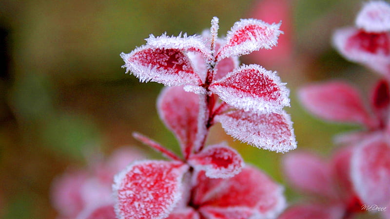 Icing Red Leaves, Firefox theme, fall, autumn, foliage, winter, leaves, bright, ice, frost, HD wallpaper