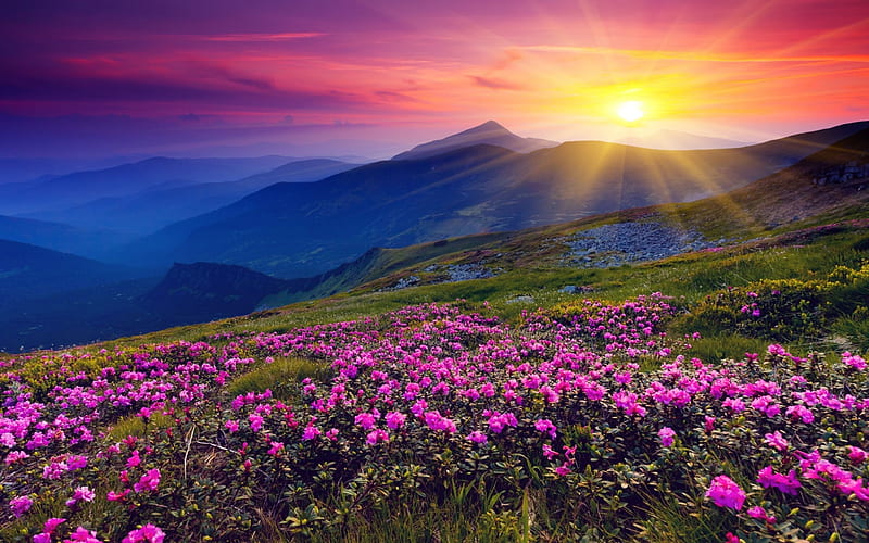 Sunset in Spring, mountains, flowers, nature, spring, sunset, sky, field, meadow, HD wallpaper