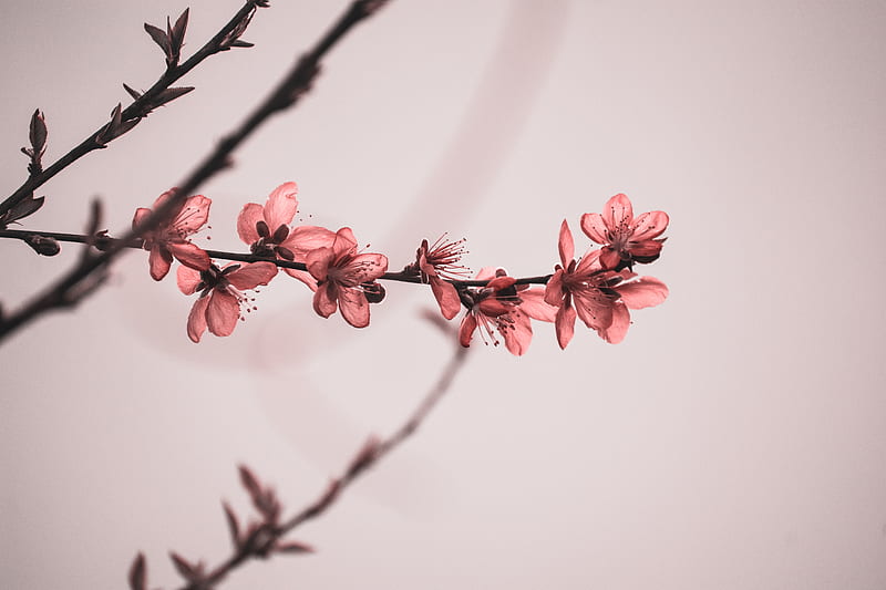cherry blossom, pink flowers, spring, branches, bloom, flora, Flowers, HD wallpaper