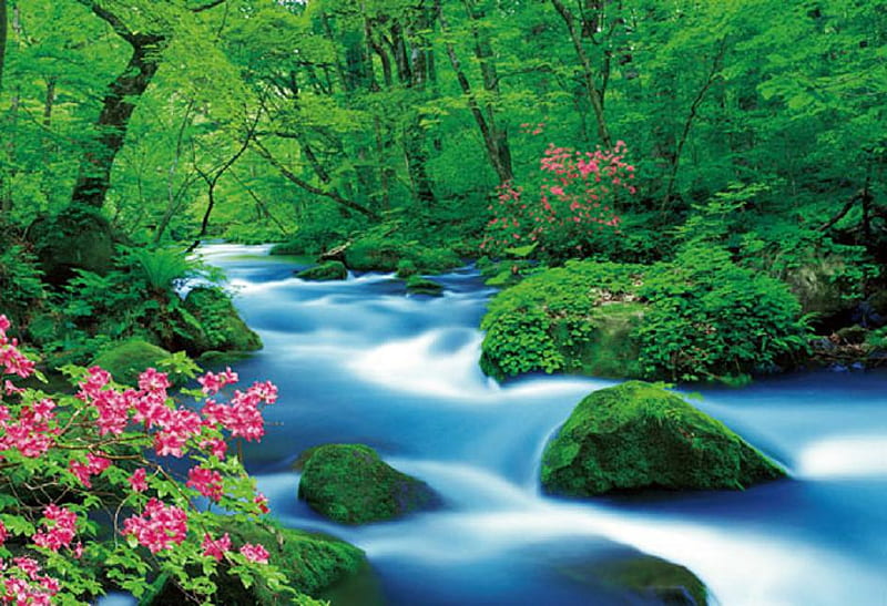 Oirase clear stream., forest, stream, tree, flower, nature, scenery, landscape, HD wallpaper