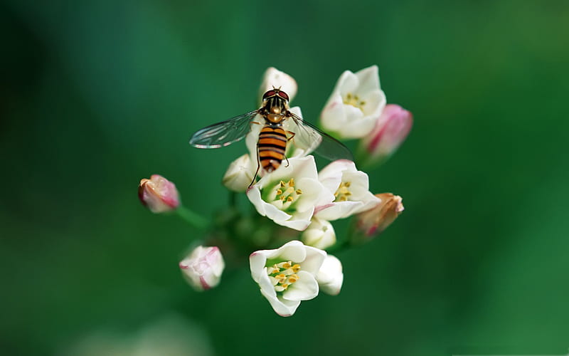 taking nectar-small animal, HD wallpaper