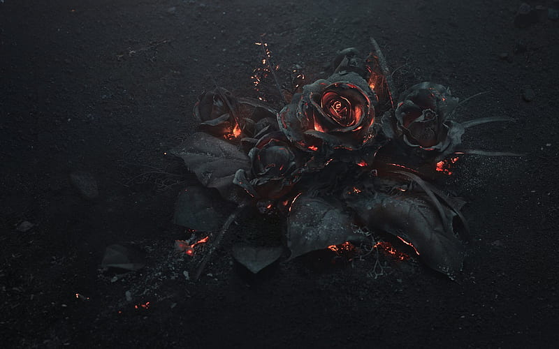 roses, ashes, fire, creative, HD wallpaper