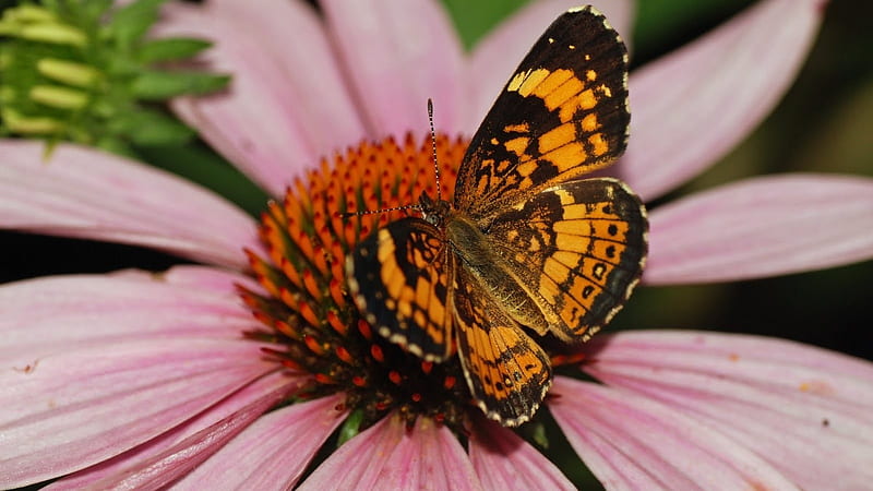 Silvery Checkerspot Butterfly, wings, butterfly, flowers, insects, animal, HD wallpaper