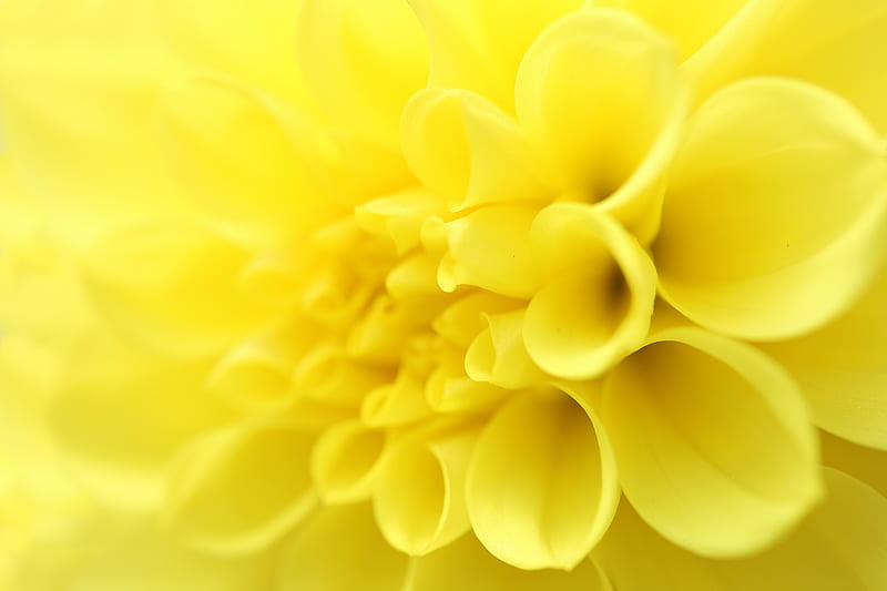yellow flower in macro lens, HD wallpaper
