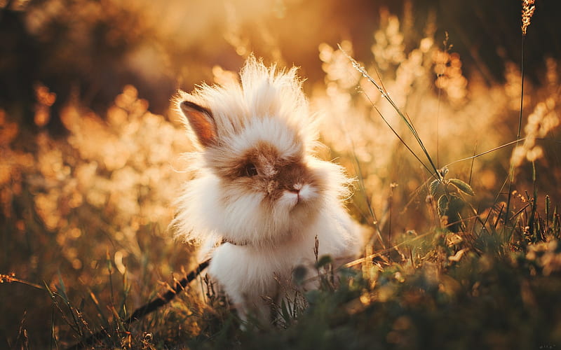 Furry rabbit, cute animal, field, sunset, rabbits, HD wallpaper | Peakpx