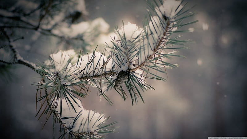 Needles and snow, frosty, graphy, leaves, pine, green, frost, frosted, abstract, winter, leaf, tree, snow, macro, ice, nature, fir, frozen, HD wallpaper
