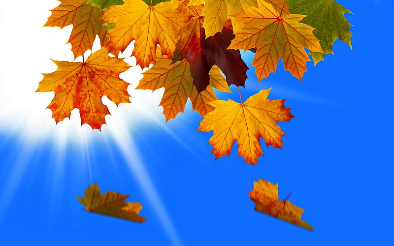 Autumn leaves, pretty, fall, autumn, lovely, falling, sunlight, shine, sunny, bonito, sky, foliage, leaves, nice, rays, blie, nature, HD wallpaper