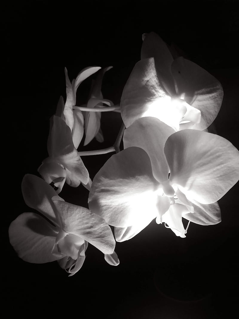 Orchids, monochrome graphy, herbaceous plant, HD phone wallpaper