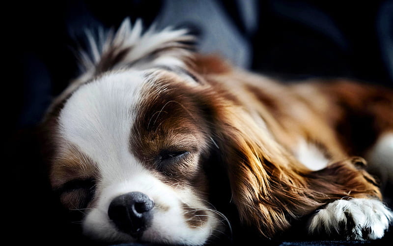 Cavalier King Charles Spaniel, sleeping dog, pets, dogs, close-up, cute animals, Cavalier King Charles Spaniel Dog, HD wallpaper