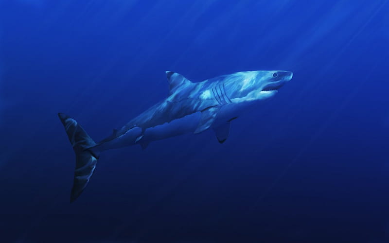 Great White, sketch, shark, water, blue, HD wallpaper