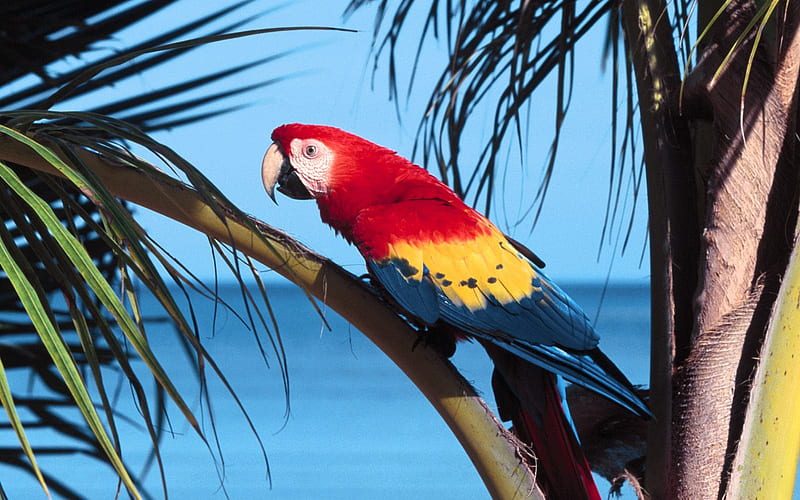 scarlet-macawa, cool, scarlet-macaw, birds, hot, animals, HD wallpaper