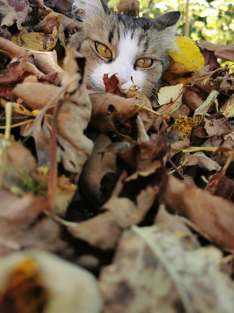 Do you see me, animals, autumn, cat, hapy, leaves, little, pet, HD phone wallpaper