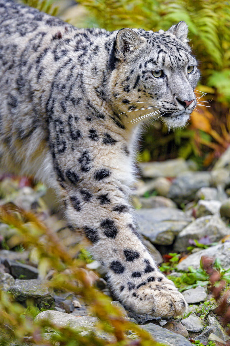 snow leopard, animal, predator, big cat, white, spots, HD phone wallpaper