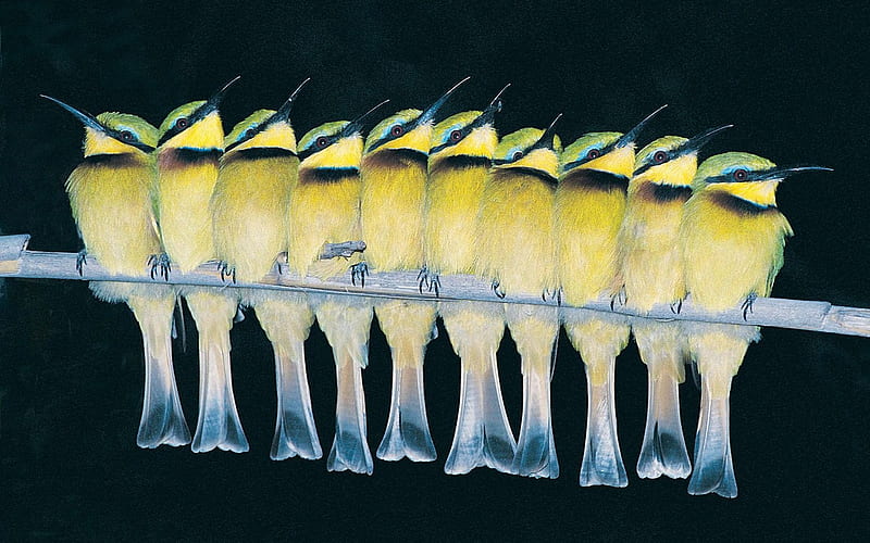 Hummingbird water yellow, HD wallpaper