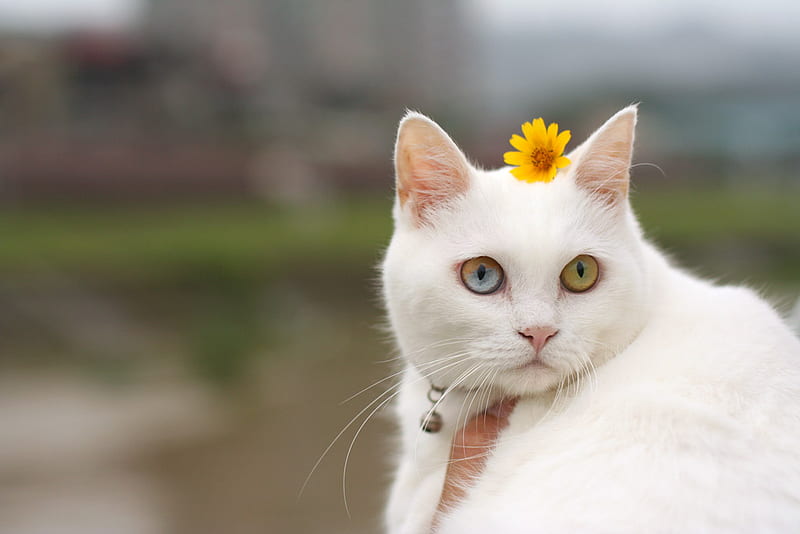 Miss Daisy, cute, graphy, white cat, kitty, flower, cat, daisy, sweet, HD wallpaper