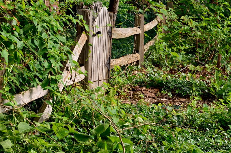 Wooded Country Fence Fence Wooded Area Wooden Fence Country Scene   HD   Wooded Country Fence Fence Wooded Area Wooden Fence Country Scene Country Fence 