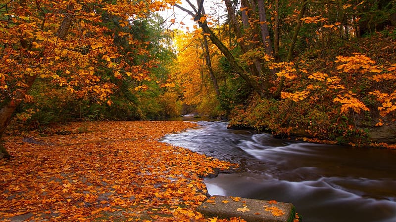 Millstone Creek, British Columbia, fall, leaves, trees, autumn, colors ...
