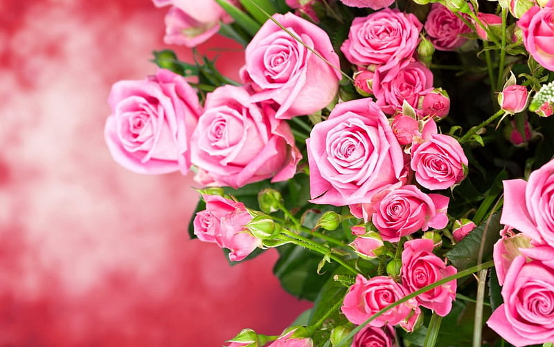 Pink roses background, pretty, lovely, background, scent, bonito, roses ...