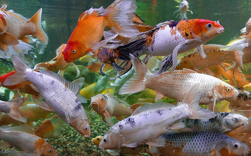 Fishes, Koi, Fish, Koi Carp, HD wallpaper