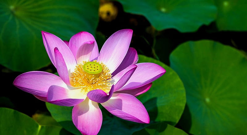 Lotus, flower, pad, lake, HD wallpaper