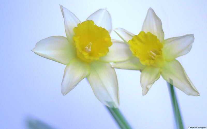 Narcissus-Windows, HD wallpaper