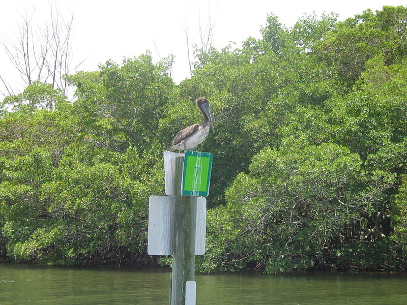 Pelican, river, bird, channel marker, HD wallpaper