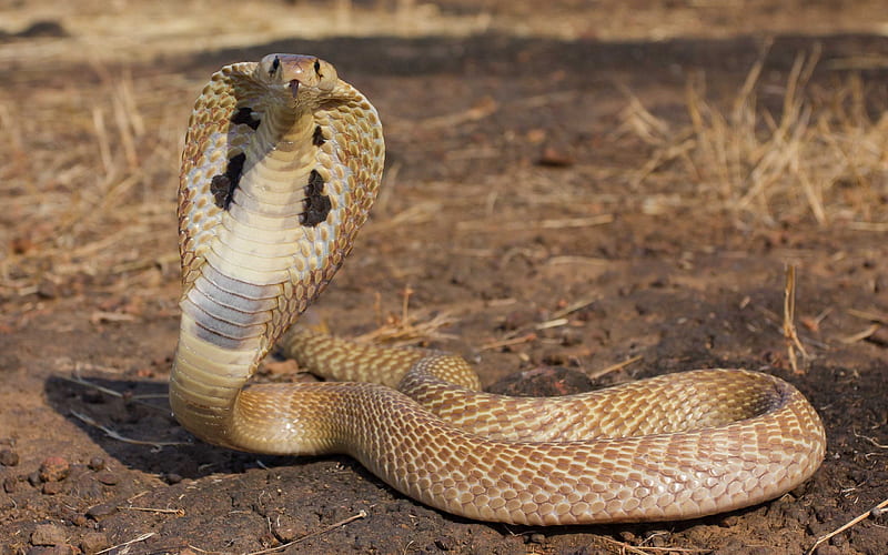 cobra, wildlife, snake, dangerous snake, predator, HD wallpaper